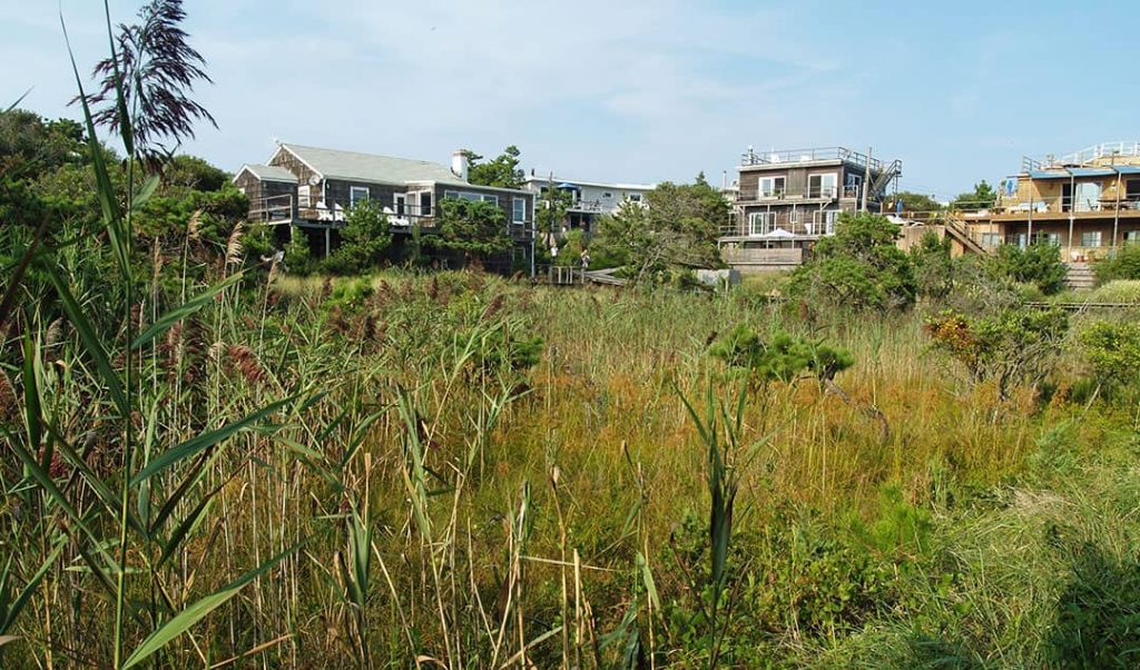 Fire Island Pines houses photographed from the wilderness, Long Island, New York (2013)